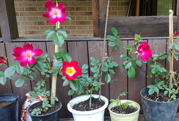 コーヒーカスで育てた花