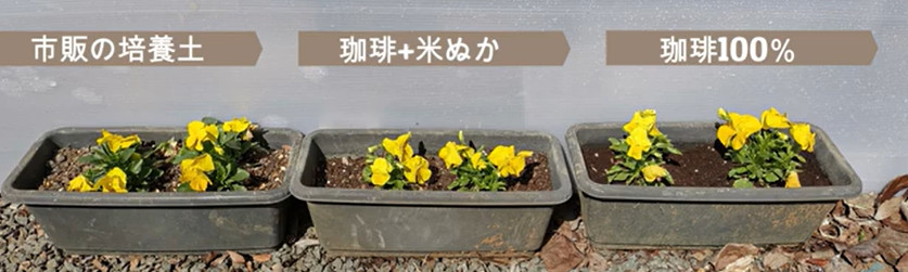 パンジー栽培実験