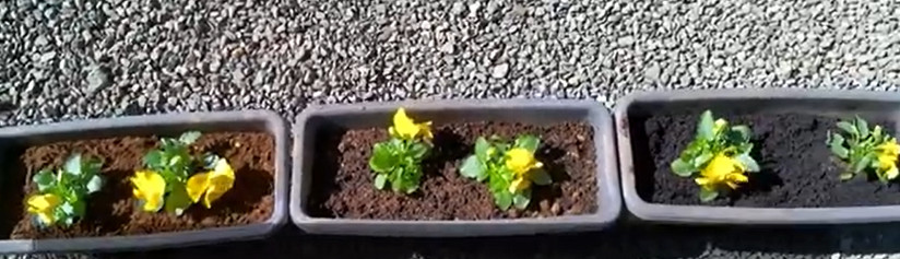 パンジー植え付け直後