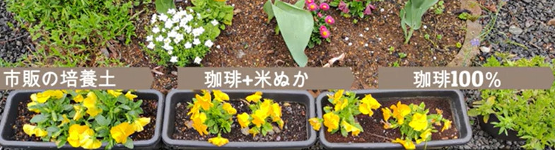 パンジーの結果