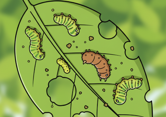今月の害虫注意報